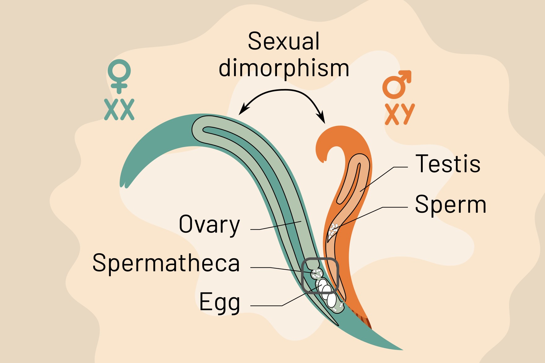The quirks of a reproductive system between sexuality and asexuality